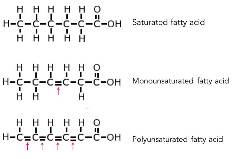Fatty acid structure